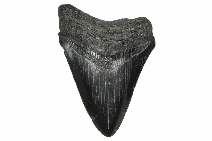 Serrated, Juvenile Megalodon Tooth - South Carolina #374234